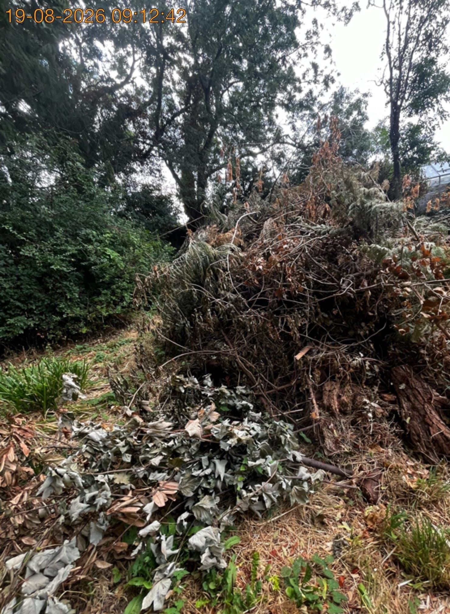 Garden Waste Removal in Ealing, London