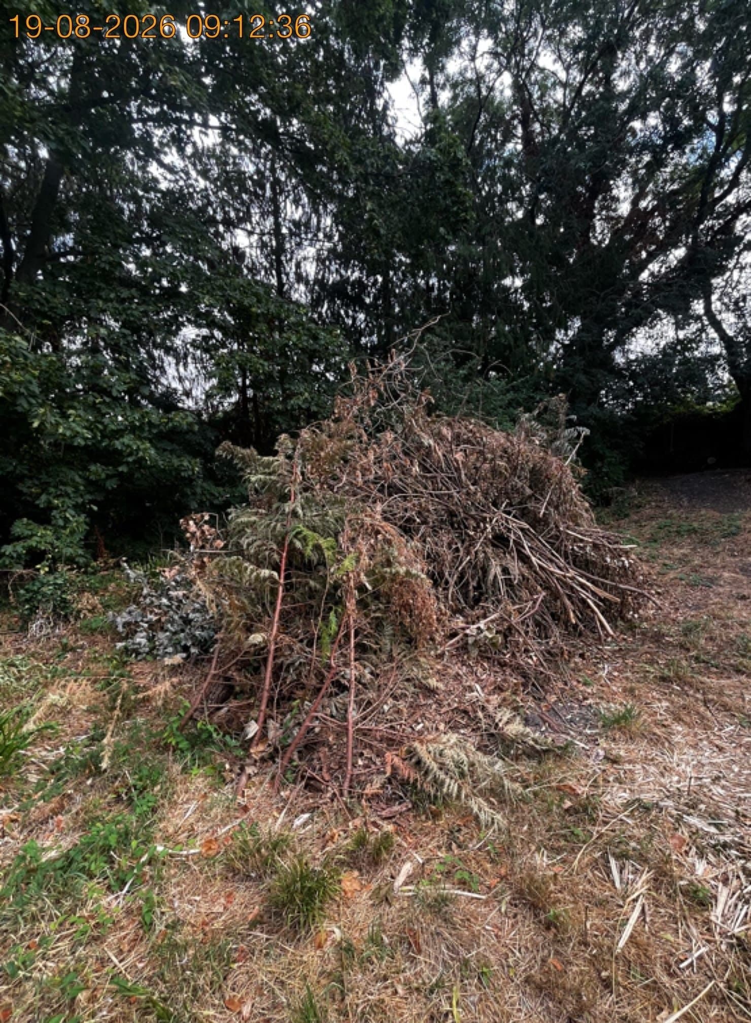 7 Tips for Clearing an Overgrown Garden